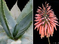 Aloe comptonii JLcoll.268